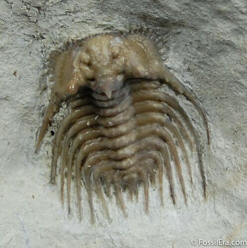 Elegantly Spiny Kettneraspis Trilobite From Oklahoma #484